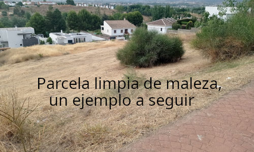 Limpieza de maleza en parcelas públicas y privadas de Pedro Verde